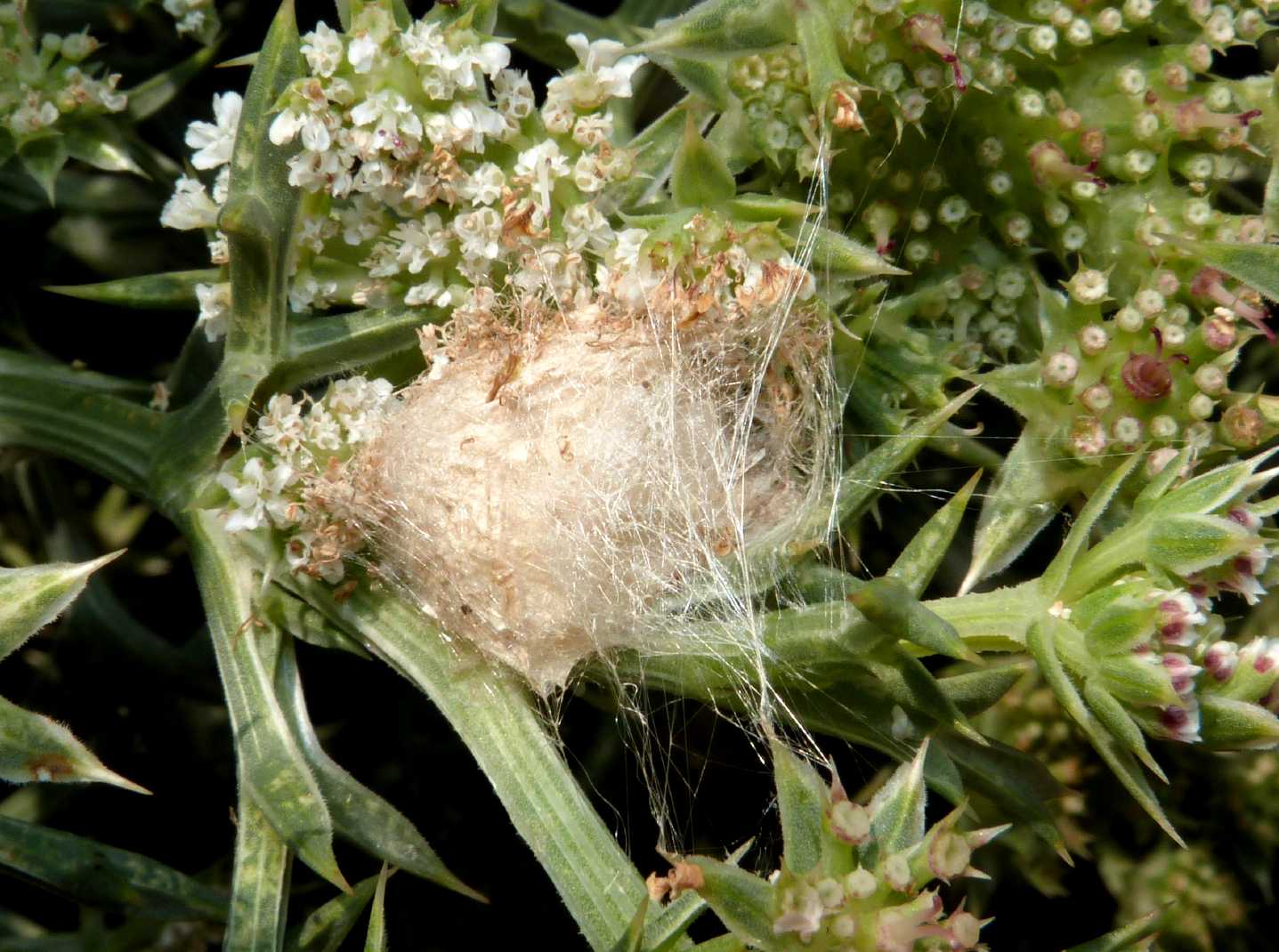 Rifugio con ovisacco (Thomisus onustus?)